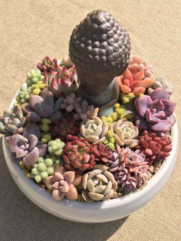 养多肉植物用什么基质