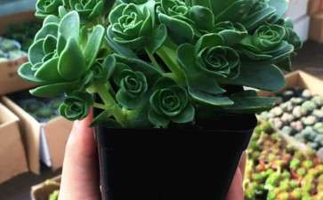 养多肉植物用什么基质最好 图片