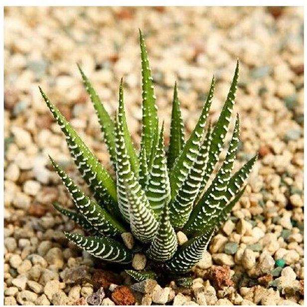 南方养十二卷多肉