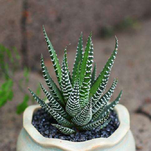 南方养十二卷多肉