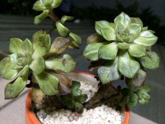 多肉煤烟病有什么好方法治疗吗