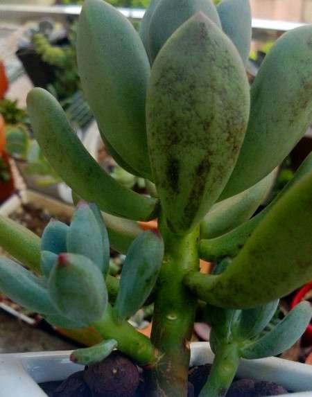 多肉煤烟病有什么好方法治疗吗