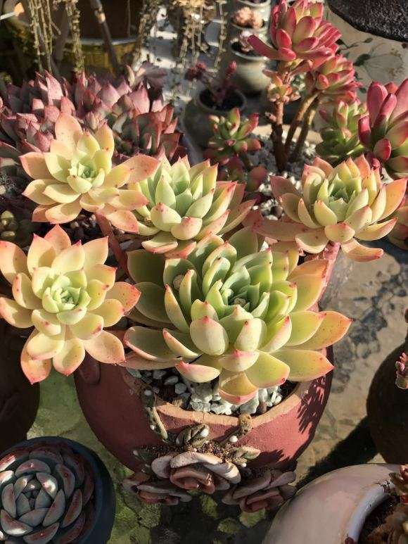 养多肉在秋天要做哪3件事情