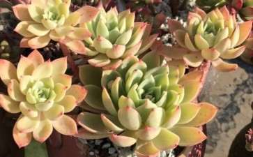 养多肉在秋天要做哪3件事情 图片