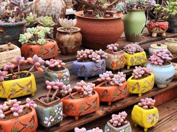 重庆有家多肉大棚有13亩