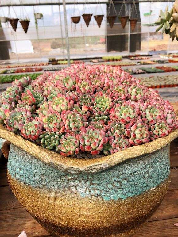 重庆有家多肉大棚有13亩