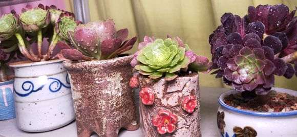 重庆有家多肉大棚有13亩