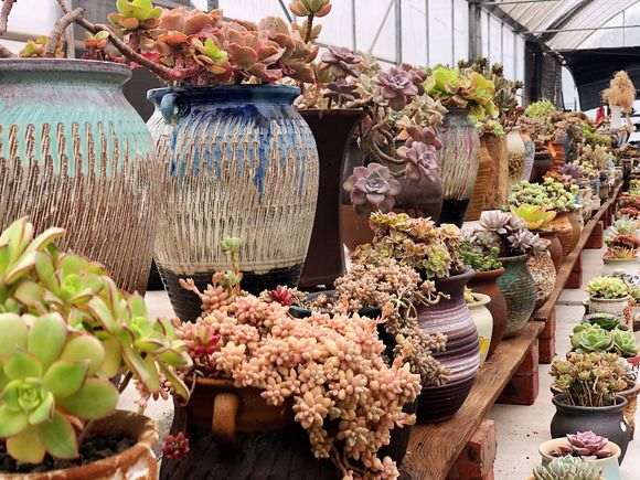 重庆有家多肉大棚有13亩