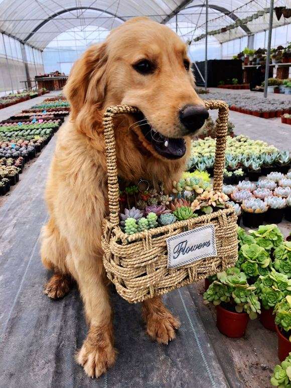 重庆有家多肉大棚有13亩