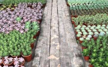 重庆有家多肉大棚有13亩 谁去过 图片