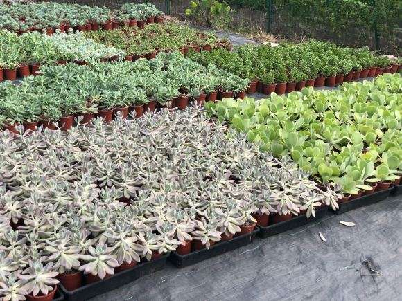 为什么重庆多肉大棚