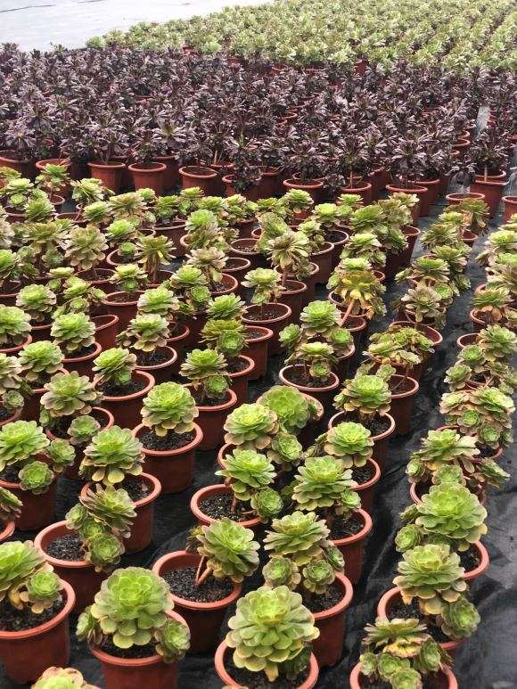 为什么重庆多肉大棚