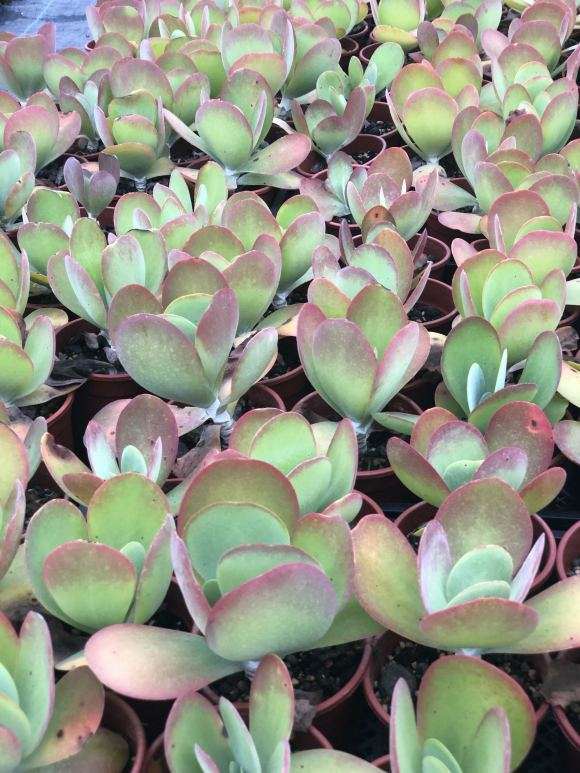 为什么重庆多肉大棚