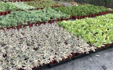 为什么重庆多肉大棚 不好能露养的全搬出来