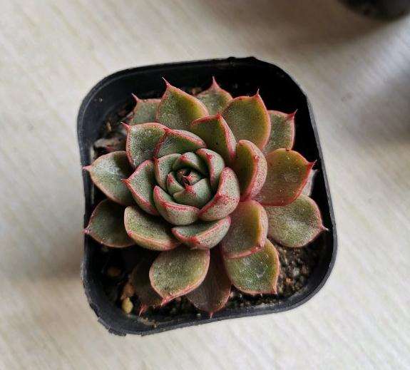 沈阳多肉植物大棚要动迁