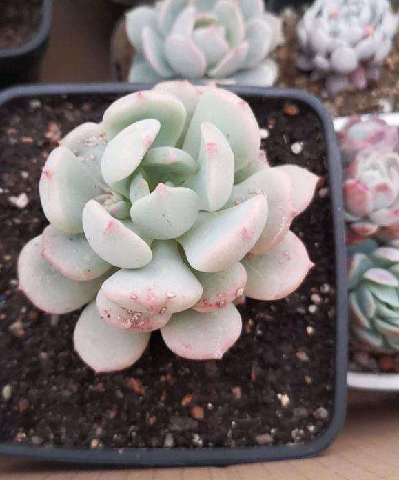 沈阳多肉植物大棚要动迁