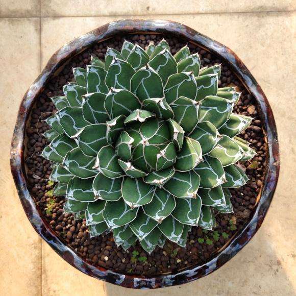 今天去逛多肉大棚买的 200元贵吗