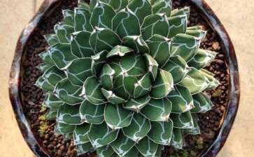 今天去逛多肉大棚买的 200元贵吗