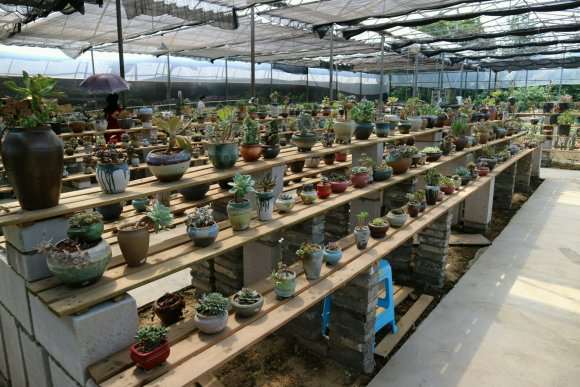 南昌多肉植物大棚地址在哪里