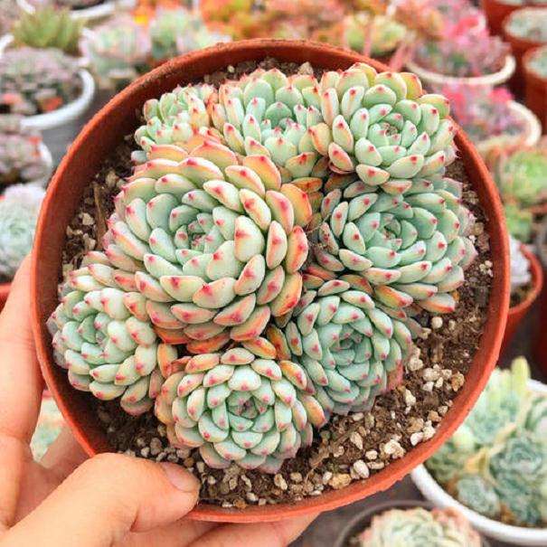 苏州多肉大棚地址在哪里