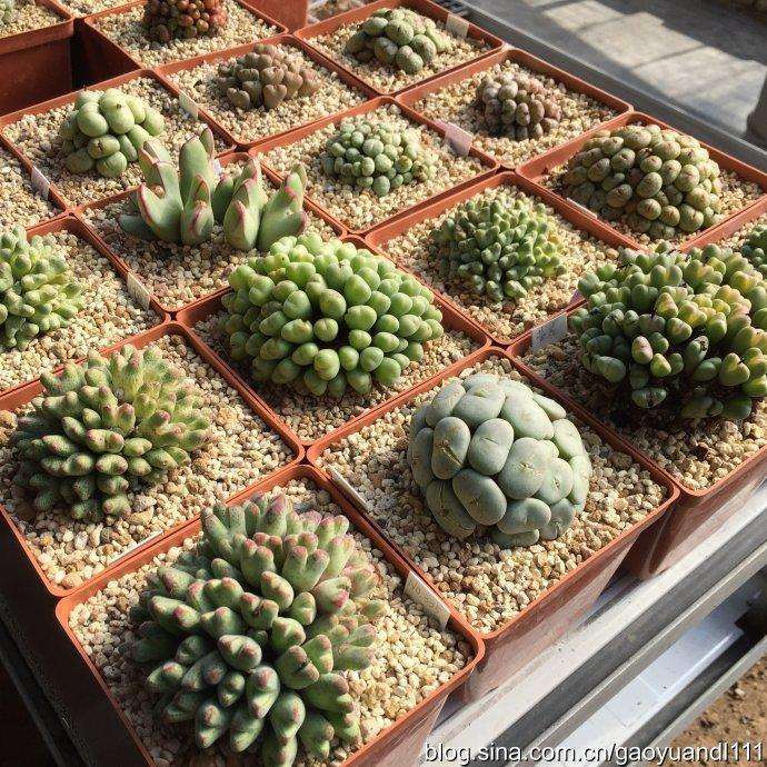 苏州多肉大棚地址在哪里