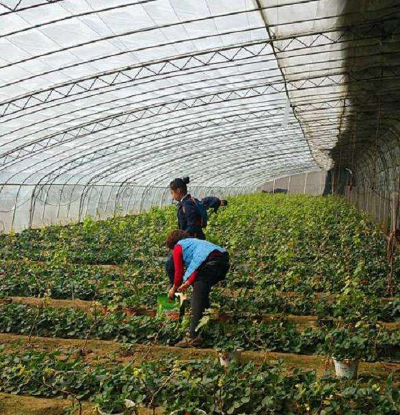 苏州多肉大棚地址在哪里