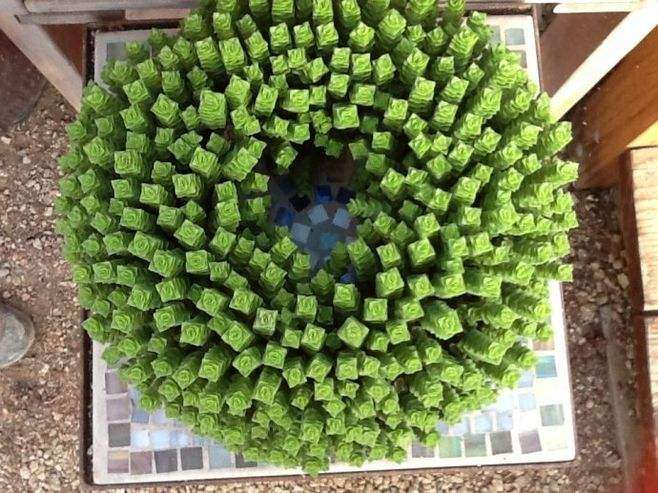 苏州多肉大棚地址在哪里