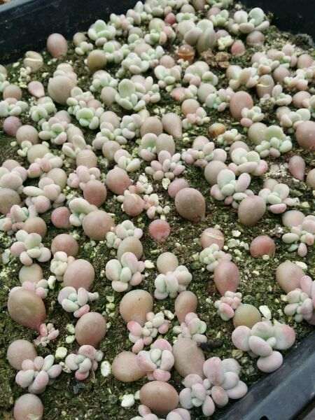 重庆大学城后山有多肉大棚吗