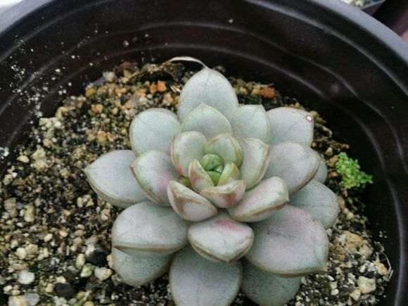 重庆大学城后山有多肉大棚吗