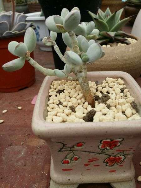 重庆大学城后山有多肉大棚吗 地址在哪