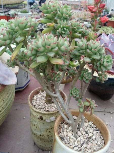 重庆大学城后山有多肉大棚吗