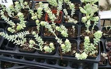 废弃的多肉大棚 免费捡回家 图片