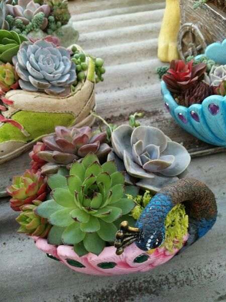 长沙黄花多肉大棚开张了