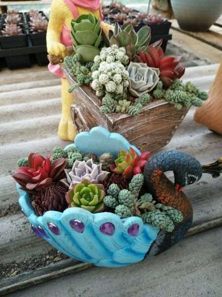 长沙黄花多肉大棚开张了