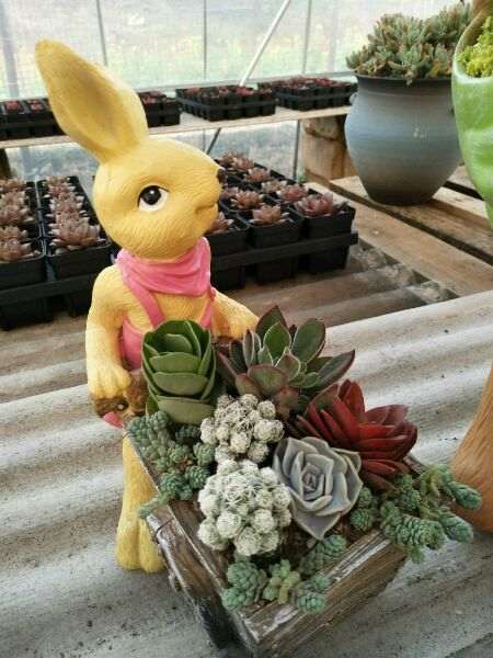 长沙黄花多肉大棚开张了