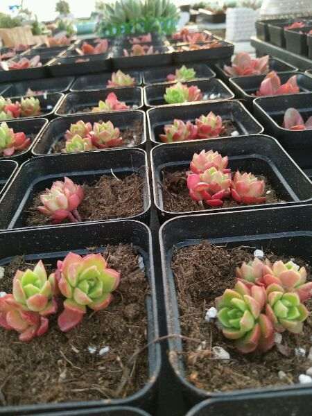 长沙黄花多肉大棚开张了