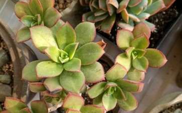 北京通州有多肉大棚吗 地址在哪里