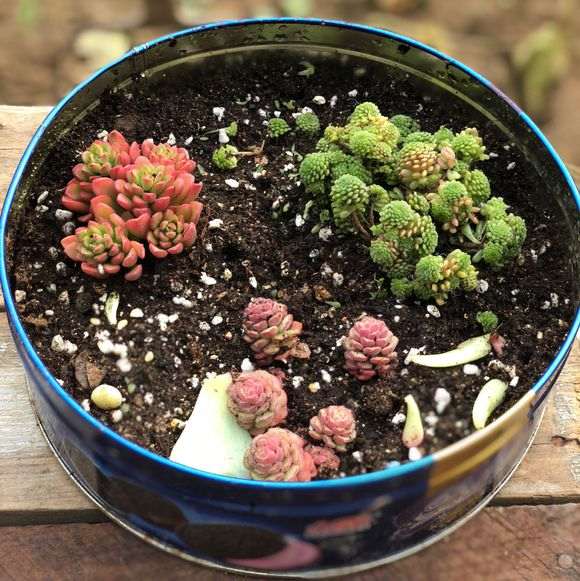 为什么大棚里真的非常适合养多肉