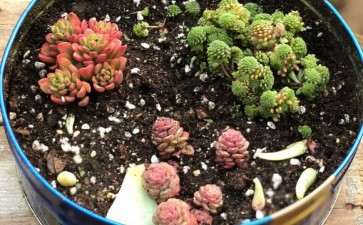 为什么大棚里真的非常适合养多肉