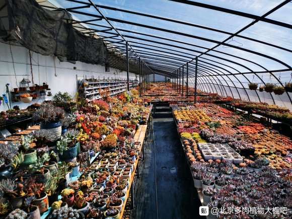 北京有那些多肉大棚 地址在哪里