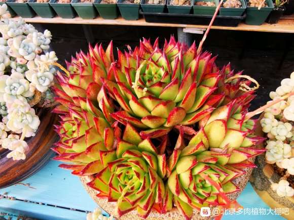 北京有那些多肉大棚 地址在哪里