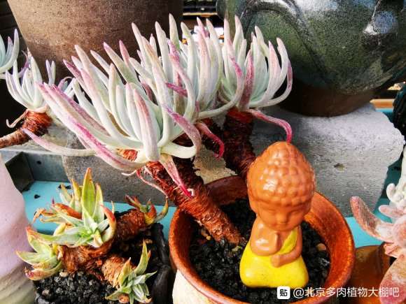 北京有那些多肉大棚 地址在哪里