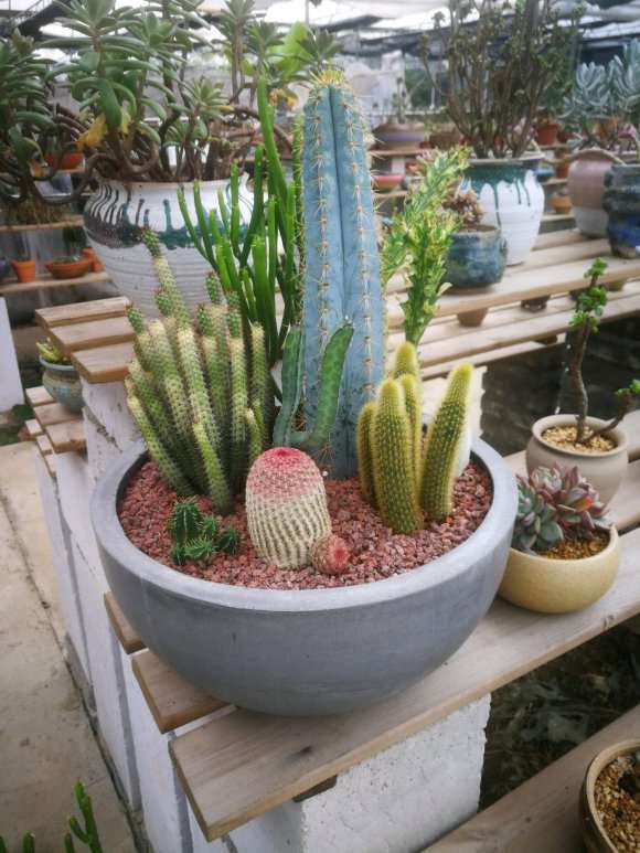 南昌首家多肉大棚在哪里 地址怎么走