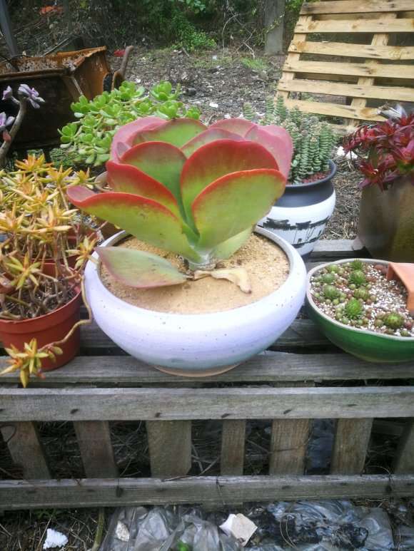 南昌首家多肉大棚在哪里 地址怎么走