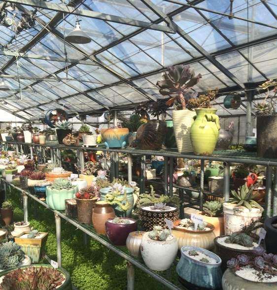 绍兴多肉大棚在哪里