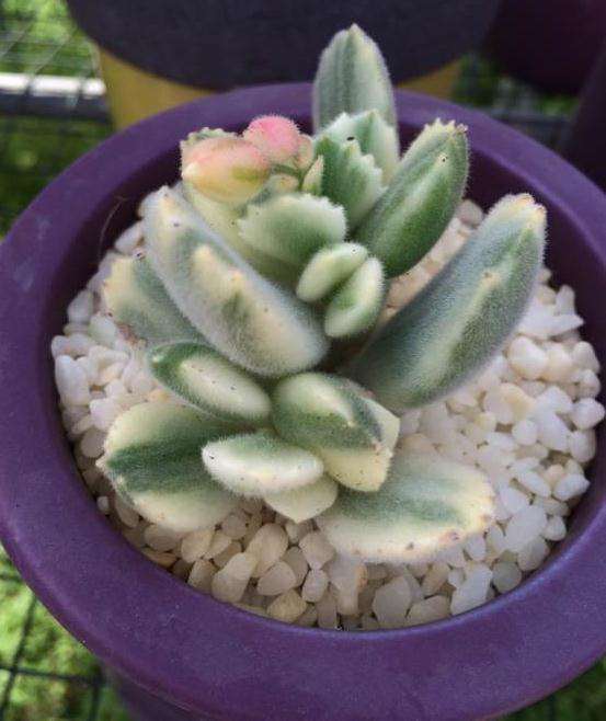 绍兴多肉大棚在哪里