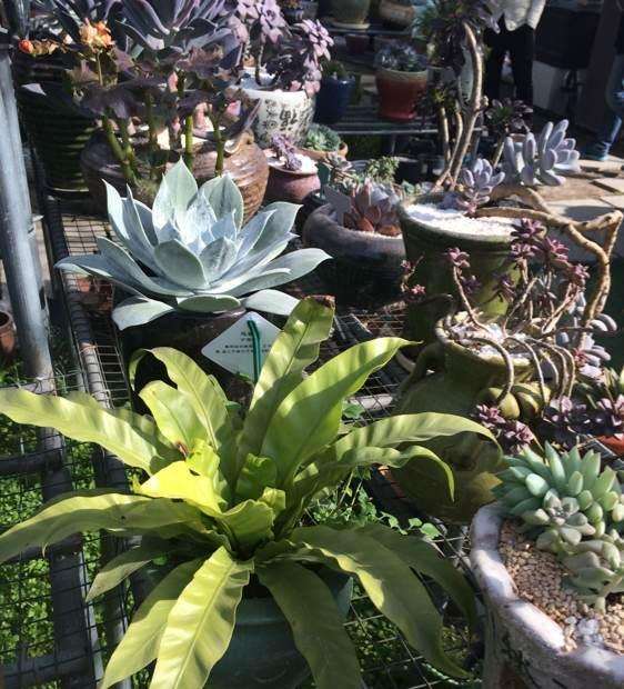 绍兴多肉大棚在哪里