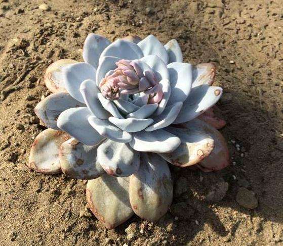 绍兴多肉大棚在哪里