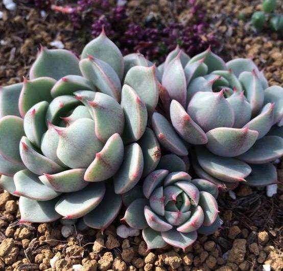 绍兴多肉大棚在哪里