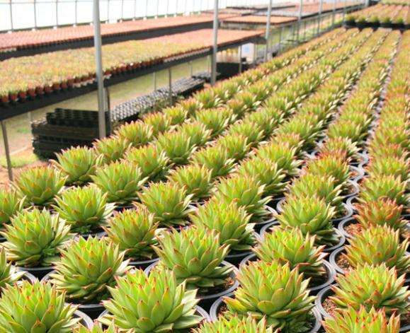 为什么韩国多肉起步比中国晚